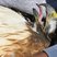 Red-tailed Hawk